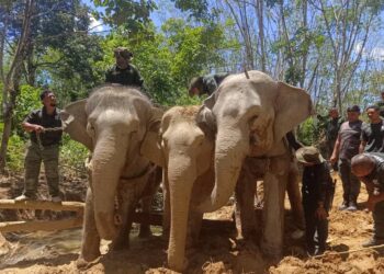ANGGOTA Perhilitan menjalankan operasi menangkap dan memindahkan gajah liar di Kampung Pecah Batu, Bersia dekat Gerik. - UTUSAN