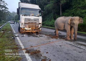 GAJAH betina berada berdekatan lori yang melanggar anaknya di Jalan Raya Timur-Barat di Gerik hari ini. - UTUSAN