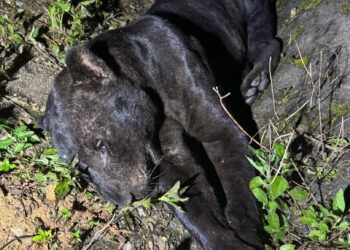 SEEKOR harimau kumbang mati akibat dilanggar kenderaan pacuan empat roda di Kilometer 387 Lebuhraya Pantai Timur 2 (LPT12 di Hulu Terengganu hari ini. - IHSAN PDRM