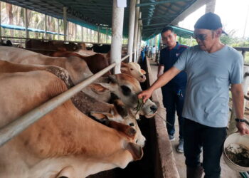 JAMAL Abdillah memberi makan lembu di ladang ternakannya di Bukit Merah, Bagan Serai, Perak. – UTUSAN/AIN SAFRE BIDIN