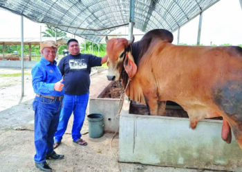 DR. ABDUL RAZAK Khasbullah (kiri) ketika meninjau ladang ternakan lembu milik Muhammad Faiz (kanan) di Pulau Nyatoh, Kuala Langat, Selangor, semalam. - UTUSAN/ABDUL RAZAK IDRIS