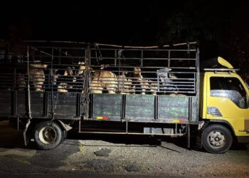 SEBUAH lori yang membawa lembu seludup di tahan Batalion 8 Pasukan Gerakan Am di Kampung Wakaf Simen, Kota Bharu, Kelantan.-IHSAN PGA