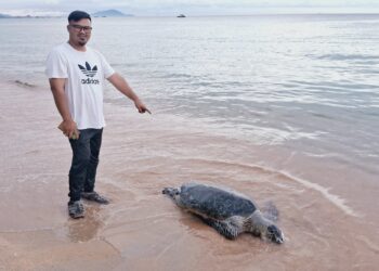 WAN Shafirool Wan Salahuddin menunjukkan bangkai penyu agar jantan yang ditemukan terdampar di Pantai Penunjuk Kijal, Kemaman, Terengganu. -UTUSAN/NIK NUR IZZATUL HAZWANI NIK ADNAN
