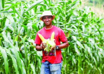 MUHAMMAD Hafizie Alwi mengusahakan ladang jagung di Kuala Kangsar. – UTUSAN/MUHAMAD NAZREEN SYAH MUSTHAFA