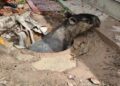 ANGGOTA Jabatan Perlindungan Hidupan Liar dan Taman Negara (Perhilitan) dengan bantuan anggota Angkatan Pertahanan Awam Malaysia (APM) pasukan bomba Marang menyelamatkan tapir yang terjatuh ke dalam lubang kumbahan di Kampung Kijing, Marang, Terengganu.