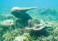 KEINDAHAN terumbu karang yang diambil pasukan penyelidik di Pulau Tioman di Rompin, Pahang.
