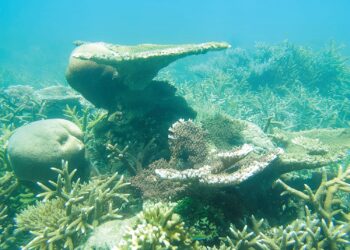 KEINDAHAN terumbu karang yang diambil pasukan penyelidik di Pulau Tioman di Rompin, Pahang.