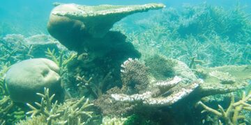 KEINDAHAN terumbu karang yang diambil pasukan penyelidik di Pulau Tioman di Rompin, Pahang.