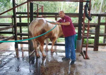 SAHARUDDIN Mohd. Nor membersihkan salah seekor lembu peliharaannya di Kampung Permatang Pasir, Alai, Melaka. - UTUSAN/AMRAN MULUP