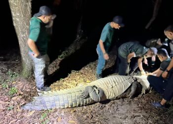 SEEKOR buaya tembaga ditangkap selepas dipercayai tersesat di dalam parit di Kampung Permatang Pasir, Linggi,Port Dickson, semalam. - IHSAN/PERHILITAN