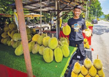 MOHD. Afiq Bahar menunjukkan durian yang dijual di Kampung Gunung Mesah, Gopeng, Perak. – UTUSAN/AIN SAFRE BIDIN