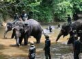 SEKURANG-KURANGNYA lima negeri kini berdepan masalah gangguan gajah dan harimau, dipercayai berpunca daripada kemusnahan habitat semula jadi hidupan liar.