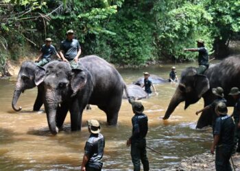 SEKURANG-KURANGNYA lima negeri kini berdepan masalah gangguan gajah dan harimau, dipercayai berpunca daripada kemusnahan habitat semula jadi hidupan liar.