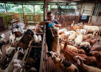 PEMILIHAN haiwan korban  digariskan syarat yang khusus, iaitu haiwan yang cukup umur, bebas dari kecacatan, tidak berpenyakit dan sempurna sifatnya.