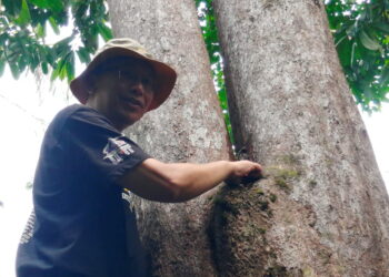 SYAMSUL Bahri Abd. Razak menunjukkan penemuan sarang kelulut spesies sayap putih yang semasa Ekspedisi Kayak Jejak Kelulut Sungai Berang, di Hulu Terengganu.