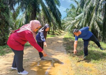 ROSMAWATI Sulaiman (kiri) bersama penduduk menunjukkan kesan tapak kaki harimau kumbang di sebuah ladang kelapa sawit di Kampung Sungai Dua Besar, Kuala Pilah, Negeri Sembilan. - UTUSAN/NOR SHAFIQAH MOHD. GHAZALI