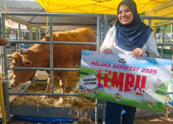 NURUL Aini Kamar Bahrin bersama hadiah cabutan bertuah berupa anak lembu ‘sado’ bernilai RM13,000 yang dimenanginya sempena penutupan Agrofest Melaka 2025 di Dataran Sejarah, Ayer Keroh, Melaka hari ini.-UTUSAN/AMRAN ALI.