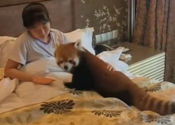 PANDA merah dibenarkan masuk ke bilik hotel untuk mengejutkan tetamu. - AGENSI