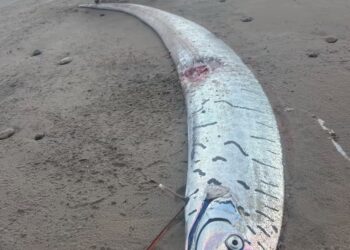 IKAN oarfish gergasi ditemukan terdampar di kawasan pesisir berhampiran Strahan di Pantai Tasmania Barat, Australia.-AGENSI