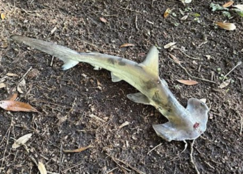 JERUNG hammerhead yang terjatuh dari langit di padang golf di Carolina Selatan, AS.