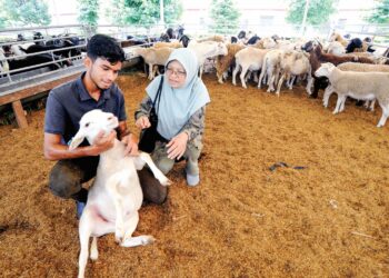 PEKERJA menunjukkan kambing kepada seorang pelanggan, Som Dahlan untuk dikorbankan sempena Hari Raya Aidiladha di Osman Goat Farm, Kangkar Tebrau, Johor. – UTUSAN/RAJA JAAFAR ALI