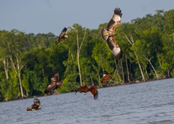 AVITOURISM boleh menjadi sumber pendapatan dan menyumbang kepada pemuliharaan habitat burung serta meningkatkan kesedaran awam dalam pemuliharan kepelbagaian biologi.
