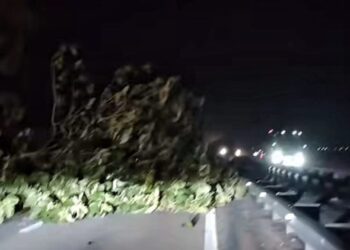 KEJADIAN pokok tumbang di KM60.8 arah utara dari Pendang ke Alor Setar akibat ribut di Lebuhraya Utara Selatan.