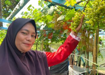 ISMARINA Ismail menunjukkan buah anggur dari pokok yang ditanam di halaman rumahnya di Kampung Dalam Rhu, Pasir Puteh, Kelantan. – UTUSAN/TOREK SULONG
