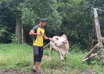 MOHD. JOHARI Mohamad menunjukkan lembu korban yang ditawarkan kepada orang ramai untuk tujuan ibadah korban di Tanah Merah, Kelantan, semalam.