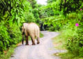 SEEKOR gajah merosakkan tanaman kelapa di RKT Kesedar Paloh 1, Gua Musang, Kelantan baru-baru ini.