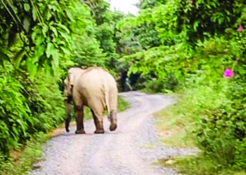 SEEKOR gajah merosakkan tanaman kelapa di RKT Kesedar Paloh 1, Gua Musang, Kelantan baru-baru ini.