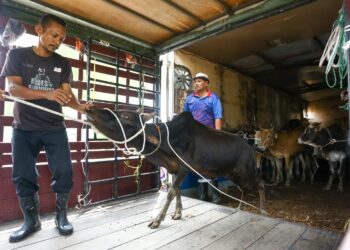 KAKITANGAN Jabatan Perkhidmatan Veterinar Negeri Perak  memindahkan lembu seludup dari lori yang ditahan di Gerik hari ini. - UTUSAN/MUHAMAD NAZREEN SYAH MUSTHAFA
