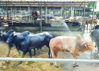 MUSTAFA Mohd. Hassan menyiram air pada lembu sado di ladangnya di Batu 8 Jalan Changkat Jong  di Teluk Intan, Perak. – UTUSAN/AIN SAFRE BIDIN