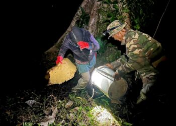 HAMIZAT Had (kanan) melakukan proses memasukkan madu di dalam baldi selepas selesai mengambil madu lebah di atas pokok Temberas setinggi 50 meter di Banjaran Nakawan, Perlis. - MINGGUAN/MOHD. HAFIZ ABD. MUTALIB