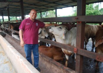 SAHARUDDIN Mohd. Nor mampu menjual kira-kira 300 ekor lembu untuk ibadah korban minggu depan. – UTUSAN/AMRAN MULUP