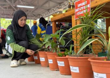 LELY Suriana Puteh menunjukkan antara jenis-jenis spesis tumbuhan herba di Banjaran Nakawan, Perlis. – UTUSAN/MOHD. HAFIZ ABD. MUTALIB
