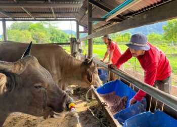 MOHD. Fitri Abdul Rahim (kanan) menguruskan lembu-lembu yang menerima tempahan agak tinggi menjelang Aidiladha di Kampung Baru, Sungai Batu Pahat, Perlis. – UTUSAN/ASYRAF MUHAMMAD