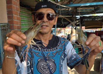 JAMAL Abdillah menunjukkan udang galah sepit biru ketika berkunjung ke kampung kelahirannya di Kampung Bahagia, Teluk Intan, Perak. – UTUSAN/AIN SAFRE BIDIN