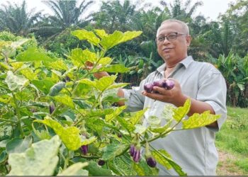 MUHAMMAD Mahfud Yusof mengusahakan tanaman sayur di Kampung Haji Dahlan, Tapah dengan bantuan skim Pinjaman Tanpa Faedah Perak SADC. – UTUSAN/MEGAT LUTFI MEGAT RAHIM