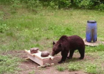 SEEKOR beruang betina mencetuskan kekecohan apabila tersesat ke kawasan perumahan di Vilnius, Lithuania. - AGENSI