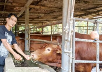 ABDUL Latif Abd. Rashid memberi makanan kepada lembu ternakannya di Kampung Sungai Lesong, Tapah, Perak. – UTUSAN/MEGAT LUTFI MEGAT RAHIM