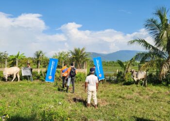 Proses menumbang lembu di Kampung Trapeng Prinh, Kampot di Kemboja dalam Kembara Kemboja 2025 Bank Rakyat hari ini.