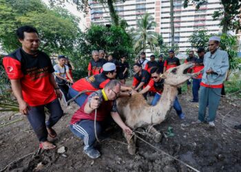 PETUGAS Surau Tarbiah Perumahan Awam Sri Sabah sedang malakukan ketja-kerja penyembelihan lembu dan unta sempena Hari Raya Aidiladha, di Bandar Tun Razak, di sini hari ini. - UTUSAN/SHIDDIEQIIN ZON