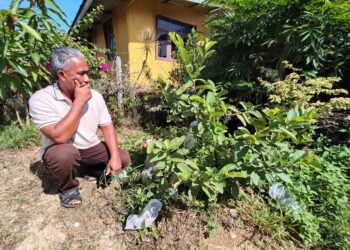 HALIM Sidik sebak terkenangkan pokok jambu batu yang ditanamnya selepas buah tersebut tidak dapat diberikan kepada Muhammad Adib Hazim di Kampung Pangkalan Cina, Bachok, Kelantan-UTUSAN/YATIMIN ABDULLAH.