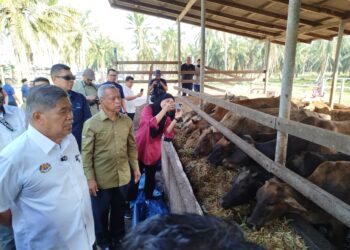 MOHAMAD Sabu meninjau ladang ternakan lembu Pertubuhan Peladang Negeri (PPN) Perak Kampung Tengah di Beruas, Perak hari ini. - UTUSAN/FADZIL ZAINOL