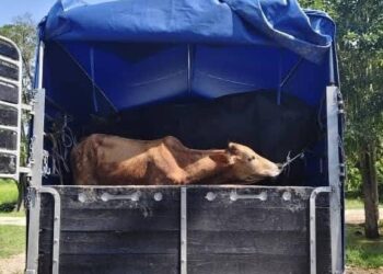 SEBAHAGIAN lembu seludup yang dirampas di Kampung Gelang Mas, Pasir Mas, Kelantan-IHSAN PGA.