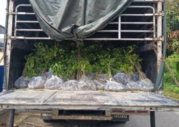 SEBAHAGIAN anak pokok yang diseludup dari Thailand berjaya dirampas PGA selepas menahan sebuah lori di hadapan Klinik Kesihatan Gual Tinggi, Rantau Panjang, Kelantan semalam.-IHSAN PGA.