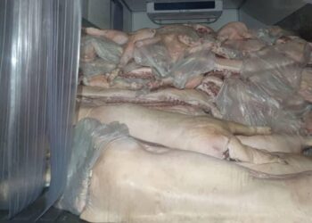 SEBAHAGIAN karkas babi yang dirampas oleh PGA selepas menahan sebuah lori di Bukit Tandak, Rantau Panjang, Kelantan.