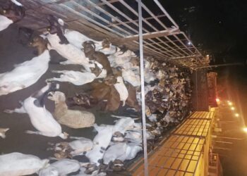 SEBAHAGIAN kambing seludup yang dirampas selepas PGA menahan sebuah treler di Jeli, Kelantan kelmarin.-IHSAN PGA.