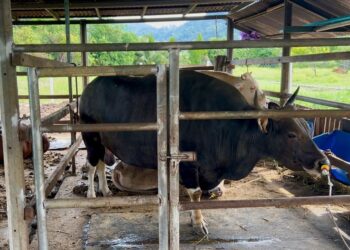 BEKALAN lembu dan kambing di negeri ini adalah mencukupi bersempena sambutan Hari Raya Aidiladha. -UTUSAN/ASYRAF MUHAMMAD